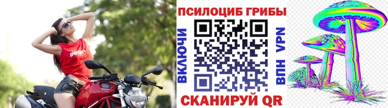 Псилоцибиновые грибы Psilocybe  закладки  Кандалакша 